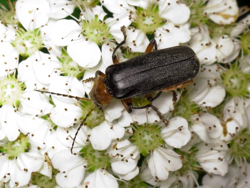 Cantharidae Imhoff, 1856